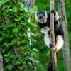 Bezpečnost návštěvníků i zvířat dozorují pracovníci Zoo Praha. Zvířata samozřejmě není možné krmit ani se jich dotýkat. Foto Petr Hamerník, Zoo Praha