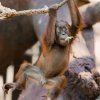 Harapana mohou návštěvníci denně sledovat, jak zkoumá své vlastní hranice. Jeho matka Diry ho však zpovzdálí stále sleduje. Foto Petr Hamerník, Zoo Praha