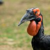 Dospělý zoborožec kaferský má černé peří s červenými lysinami a laloky na hlavě. Samice má na hrdle modrofialové zbarvení. Foto Petr Hamerník, Zoo Praha