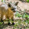 Pes ušatý má šedohnědé zbarvení, které doplňují černé nohy a bílý vnitřek boltců. Foto Petr Hamerník, Zoo Praha