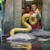 Návrat anakond do expozičního akvaterária. Foto Petr Hamerník, Zoo Praha