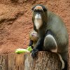 Většinu času je mládě přisáto na matčině struku a pije mateřské mléko. Foto Petr Hamerník, Zoo Praha
