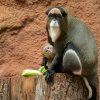 Většinu času je mládě přisáto na matčině struku a pije mateřské mléko. Foto Petr Hamerník, Zoo Praha