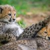 Malí gepardi jsou oproti dospělým šedaví, od narození mají nicméně typickou skvrnitou kresbu. Foto Petr Hamerník, Zoo Praha
