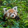 Při hledání pandy červené ve výběhu udělá návštěvník nejlépe, pokud vzhlédne vzhůru. Pandy totiž tráví velkou část času v korunách stromů, kde i odpočívají. Na snímku samice Regica. Foto Petr Hamerník, Zoo Praha