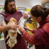 Veterinární kontrola supů dovezených z Libanonu rukama kurátora ptáků Antonína Vaidla a veterinářky Heleny Vaidlové (Snímek je ilustrační, je na něm zachycen jiný sup mrchožravý transportovaný z Libanonu. Nejde tedy o otce mláděte, samce Broka.). Fot