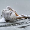 Pelikán kadeřavý. Foto Petr Hamerník, Zoo Praha