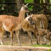 Čerstvě narozenou lamu guanako si ihned přišly prohlédnout zvědavé členky stáda. Foto Petr Hamerník, Zoo Praha