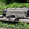 Na Červeném seznamu IUCN jsou variové bělopásí vedeni jako kriticky ohrožení. Jejich stavy kvůli kácení lesů a lovu navíc dále klesají a populacím nepomáhá ani velmi pomalé tempo rozmnožování. Foto Petr Hamerník, Zoo Praha