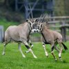Ve stádu přímorožců beisa je vedle samce a čtyř samic dobře rozpoznatelné mládě, které se narodilo loni v listopadu. Zoo Praha pro tento ohrožený druh vede Evropskou plemennou knihu. Foto Petr Hamerník, Zoo Praha