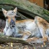 Foto Petr Hamerník, Zoo Praha