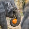 Sloni si s dýněmi hrají a také je ochutnávají. Foto Petr Hamerník, Zoo Praha