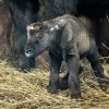 Sameček takina indického se narodil 4. března. Je to první potomek nezkušené samice, která se o něj však stará přímo bravurně. Pokud vše půjde dobře, nebude posledním letošním přírůstkem ve stádě. Foto Petr Hamerník, Zoo Praha