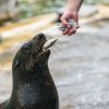 Velmi oblíbený je mezi návštěvníky Zoo Praha trénink a krmení lachtanů jihoafrických. Na Velikonoční pondělí ve 13.30 čeká lachtany navíc speciální velikonoční nadílka – ryby zamražené do tvaru vajec. Foto Petr Hamerník, Zoo Praha