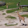 V rozlehlé Africké savaně se Niara (na snímku v popředí vlevo) zatím jeví nejklidněji. Dostatečný prostor jí dává možnost vzdalovat či přibližovat se k ostatním zvířatům dle libosti. Pomůže jí to adaptovat se a pochopit své místo v hierarchii stáda. 