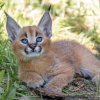 Zpočátku mají mláďata úplně modré oči, později se jim zbarví spíše do zelena. Foto Anna Žižková, Zoo Praha