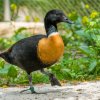 Opomíjeným druhem v Zoo Praha je i nápadně zbarvená husice australská. Husice žijí v páru, který spolu často zůstává po celý život. Její adopci tak můžou lidé svým blízkým darovat i jako vzor zvířecí věrnosti. Foto Petr Hamerník, Zoo Praha