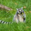 Foto: Petr Hamerník, Zoo Praha