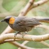V chovu sojkovce rezavouchého hraje Zoo Praha globální prim. Velmi vzácně chovaného pěvce se zde podařilo rozmnožit vůbec poprvé na světě v roce 2012 a od té doby se zatím tento úspěch nikde jinde nezdařil. Foto Petr Hamerník, Zoo Praha