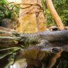 Gaviál indický a želvy Smithovy. Foto Petr Hamerník, Zoo Praha