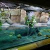 Expozice anakond v Pavilonu šelem a plazů z roku 2004 prošla obměnou. Největší rekonstrukce od roku 2013 trvala tři týdny a jejím výsledkem je opravené dno, nová a modernější světla i uspořádání rostlin. Foto Petr Hamerník, Zoo Praha