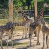 Samice Johanka a Niara jeví o Finna zájem. Foto Petr Hamerník, Zoo Praha