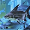 Asijský sumec pangas vláknoploutvý je oproti kulinářsky proslavenému pangasovi spodnookému kriticky ohrožený. Adopce těchto „sladkovodních žraloků“ jistě udělá radost nejen vášnivým akvaristům. Zdroj Zoo Praha