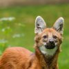 Vlk hřivnatý. Foto Petr Hamerník, Zoo Praha