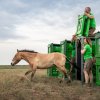 Vypouštění klisny Bűbaj do aklimatizační ohrady. Foto Oliver Le Que, Zoo Praha