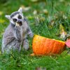 Lemur kata. Foto Petr Hamerník, Zoo Praha