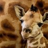 Mládě žirafy projevilo i přes těžký začátek života velkou míru houževnatosti a chutě do života. Po dvou týdnech po narození je k vidění pro návštěvníky Zoo Praha. Foto Miroslav Bobek, Zoo Praha