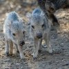 Pekari Wagnerovy nejčastěji lidé zahlédnou ve výběhu v expozičním celku Pláně, jak se vyhřívají ve slunečních paprscích. Foto Petr Hamerník, Zoo Praha
