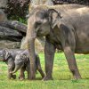 Při oslavách Světového dne slonů v Zoo Praha na návštěvníky čeká bohatý program s celou sloní rodinou. Nebude chybět koupání slonic a také předání dárku v podobě nového enrichmentového prvku. Foto: Petr Hamerník, Zoo Praha.