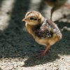 Oba páry umístěné v klidu chovatelského zázemí se zatím vzorně starají o svá mláďata. Foto: Petr Hamerník, Zoo Praha.