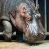 Pětiletý hroší samec Fanda najde nový domov ve francouzské zoologické zahradě La Palmyre. Autor Petr Hamerník, Zoo Praha 