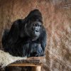 K nejúspěšnějším videím patří ta s gorilí rodinou, zejména Richardem. Foto: Miroslav Bobek, Zoo Praha. 