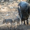Jako ostatní mláďata i malí pekariové Wagnerovi tráví nejvíce času pitím mléka, spánkem a také se učí chování ve stádě. Foto Petr Hamerník, Zoo Praha