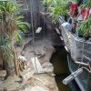 Nová světla instalovaná v expozici varanů komodských v Zoo Praha mají sílu 2 000 wattů. Tato metoda „přehřívání“ varanům svědčí a i díky ní se v pražské zoo podařilo odchovat již 66 mláďat. Foto: Tereza Mrhálková, Zoo Praha.