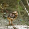 Oba páry umístěné v klidu chovatelského zázemí se zatím vzorně starají o svá mláďata. Foto: Petr Hamerník, Zoo Praha.