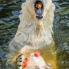 Lední medvědi v Zoo Praha dostávají v těchto horkých dnech speciální pochoutku ze zamražených ryb, ovoce a zeleniny. Foto: Petr Hamerník, Zoo Praha.