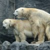 Diváky také hodně zaujalo video z výběhu ledních medvědů. Foto: Roman Vodička, Zoo Praha. 