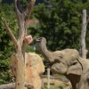 V horkých dnech si sloni v Zoo Praha pochutnávají na speciální ovocné zmrzlině. Návštěvníci je mohou vidět třeba v sobotu 8. srpna při oslavách Světového dne slonů. Foto: Petr Hamerník, Zoo Praha. 