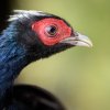 S ohledem na nedostatek dat je bažant Edwardsův veden jako kriticky ohrožený, ale možná je již v přírodě vyhynulý. Foto: Petr Hamerník, Zoo Praha.