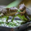 Na vzácné leguány chutné čekala Zoo Praha 13 let. Dnes patří mezi tři zoo na světě s větším počtem tohoto ohroženého druhu. Foto: Petr Hamerník, Zoo Praha.