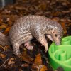 Šiška si už pochutnává na speciální krmné kaši stejně jako její rodiče. Nejenže sní svou pečlivě odměřenou porci, ale chodí ještě vylízávat zbytky po své své matce Run Hou Tang. Foto Miroslav Bobek, Zoo Praha