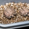 Dvě mláďata želv dlaždicovitých mají nyní velmi měkký krunýř a zůstávají prozatím v zázemí. První rozmnožení tohoto druhu v evropských zoologických zahradách je výsledkem patnáctiletého snažení týmu kurátora Petra Velenského. Foto Miroslav Bobek, Zoo