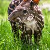Návštěvníci Zoo Praha, kteří v neděli v 11 hodin dorazí k expozici tapírů jihoamerických, se jako první dozvědí jméno tapíří samičky. Autor Petr Hamerník, Zoo Praha. 