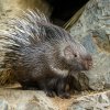 Dikobrazi srstnatonosí patří mezi tradiční obyvatele Zoo Praha – v Troji je lidé mohli vidět poprvé už v roce 1942. Foto Petr Hamerník, Zoo Praha