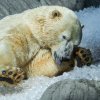 Foto Petr Hamerník, Zoo Praha
