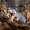 Malá samička luskouna krátkoocasého je nejlépe k vidění hned po otevření Zoo Praha, tedy po 9. hodině ranní, v noční expozici Indonéské džungle. Mezi 9. a 11. je totiž v nokturnu ještě denní světlo. Foto Oliver Le Que, Zoo Praha